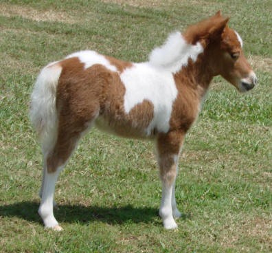 foal232-1-.jpg